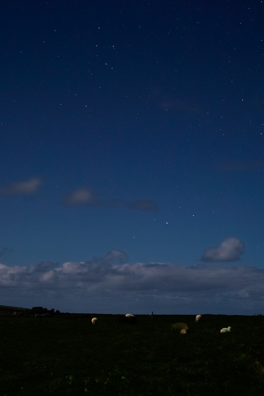 Hendraburnick field with stars and sheep