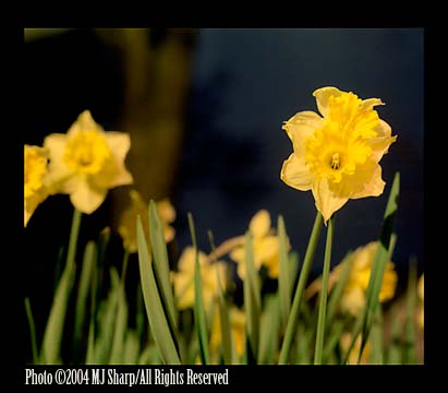 Bright_daffodils