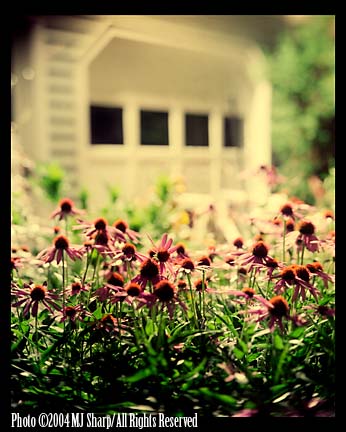 Coneflowers